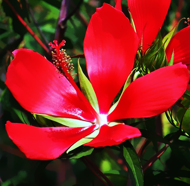 モミジアオイ 紅葉葵 花言葉と誕生花 想いを伝える花言葉 スマートマイズ