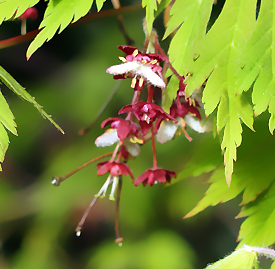 カエデ 槭 槭樹 楓 花言葉と誕生花 想いを伝える花言葉 スマートマイズ