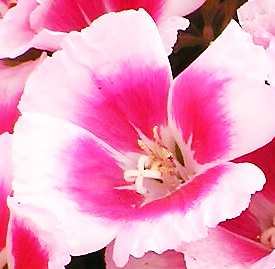 ゴデチア 花言葉と誕生花 想いを伝える花言葉 スマートマイズ