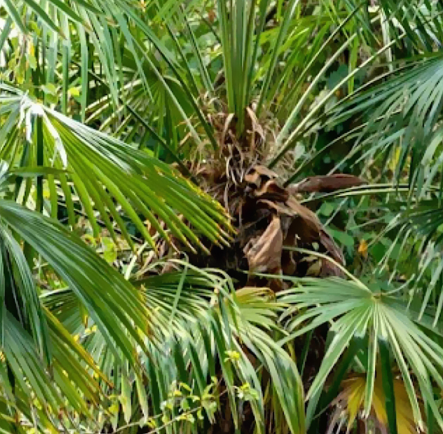 シュロ（棕櫚・棕梠・椶櫚）の植物