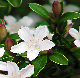 ハクチョウゲ（白丁花）の植物