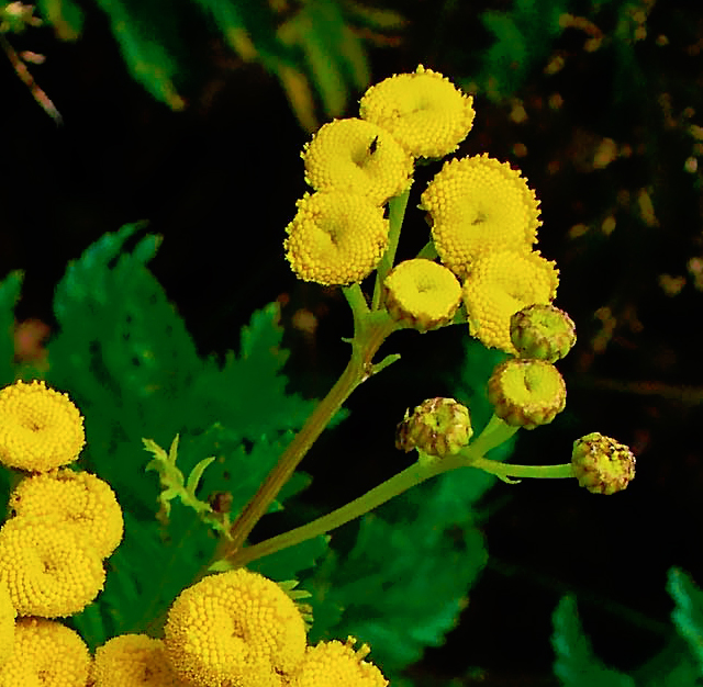 カボチャ 南瓜 花言葉と誕生花 想いを伝える花言葉 スマートマイズ