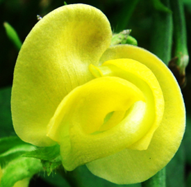 アズキ 小豆 荅 花言葉と誕生花 想いを伝える花言葉 スマートマイズ