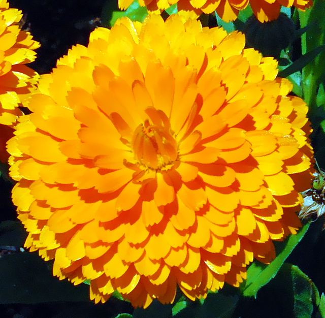 キンセンカ（金盞花）の植物