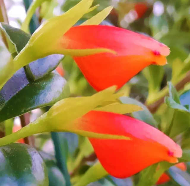 ヒポシルタ 花言葉と誕生花 想いを伝える花言葉 スマートマイズ