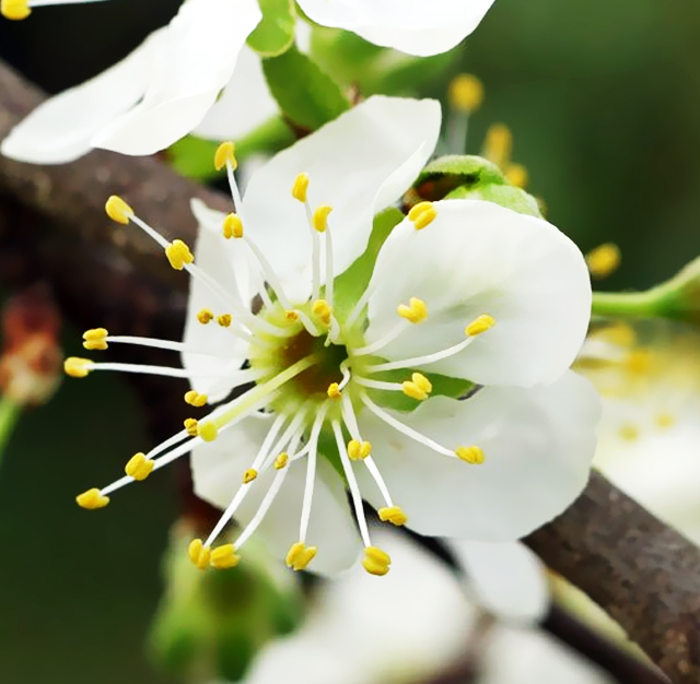 セイヨウスモモ 西洋李 西洋酸桃 プルーン 花言葉と誕生花 想いを伝える花言葉 スマートマイズ