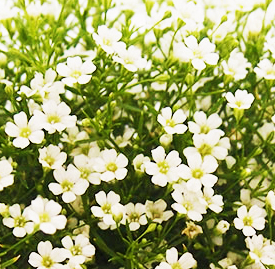 白色 カスミソウ 霞草 花言葉と誕生花 想いを伝える花言葉 スマートマイズ