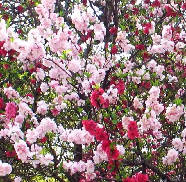 ハナモモ 花桃 花言葉と誕生花 想いを伝える花言葉 スマートマイズ