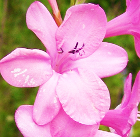 花言葉 アヤメ科 Iridaceae 花を観賞するために栽培されるものが多い多年草 単子葉植物アヤメ科一覧 スマートマイズ