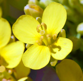 花言葉 アブラナ科 Brassicaceae 十字架状の花弁と 細長い角果が特徴 アブラナ目に属するアブラナ科一覧 スマートマイズ