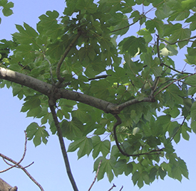 アオギリ（青桐）の植物