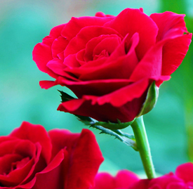バラ（薔薇）《色や本数、特徴で変わる》の植物