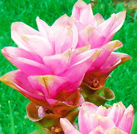 クルクマ シャローム 花言葉と誕生花 想いを伝える花言葉 スマートマイズ