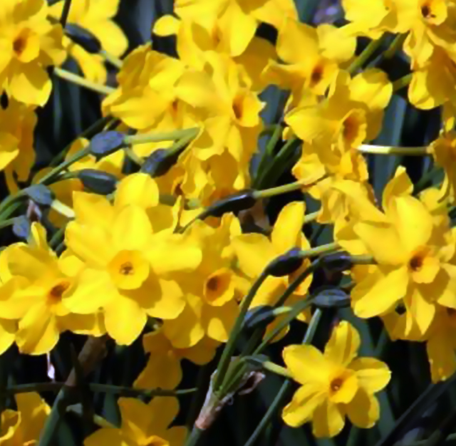 黄色 スイセン 水仙 花言葉と誕生花 想いを伝える花言葉 スマートマイズ