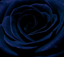 rose～黒色の薔薇-無料壁紙