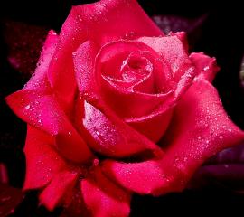 rose～赤色の薔薇-無料壁紙