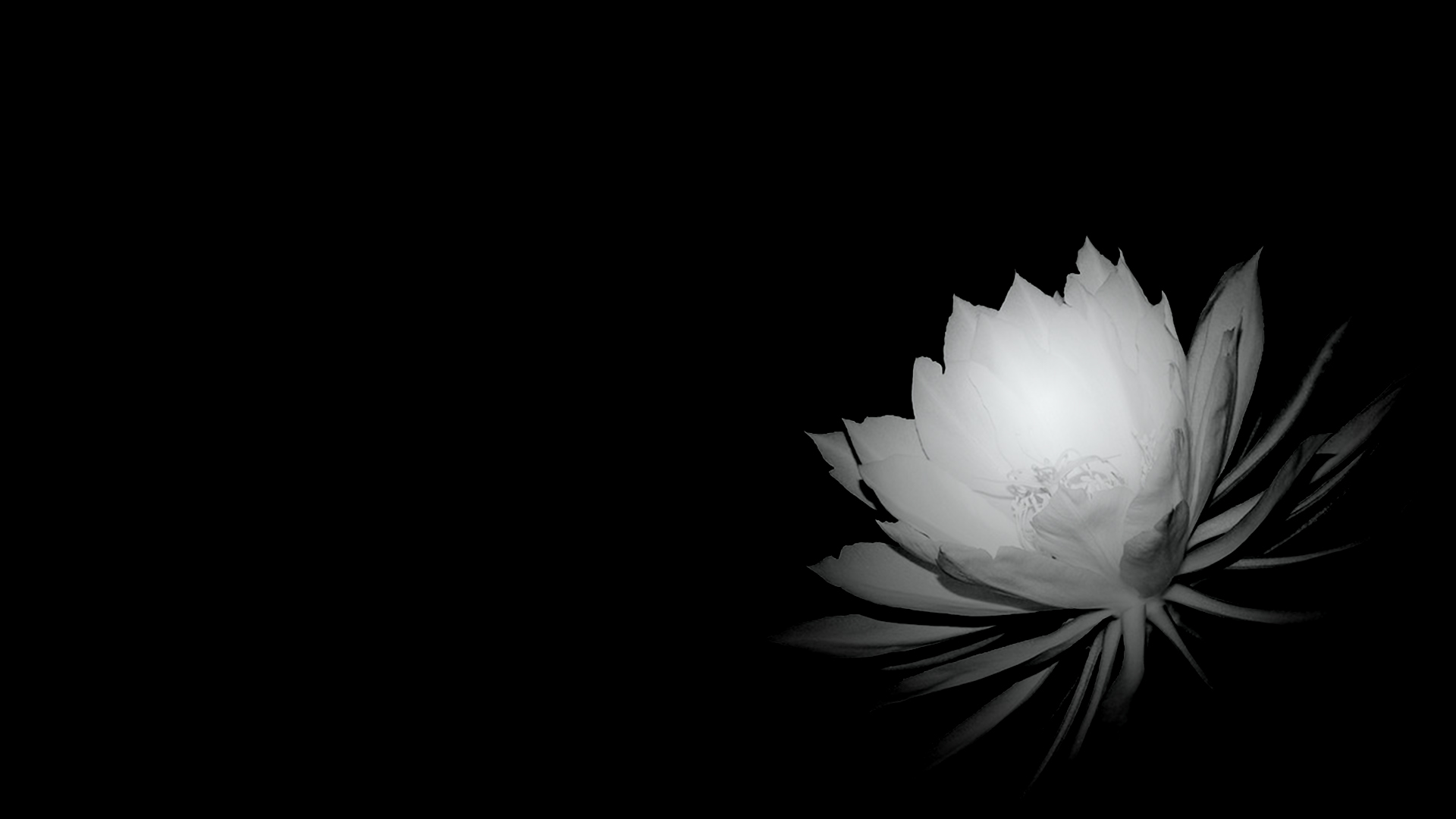 75 Pc 壁紙 白黒 すべての美しい花の画像