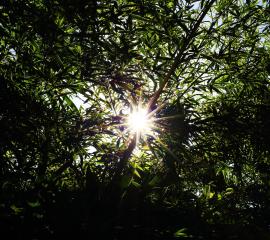 竹藪の中の光-無料壁紙