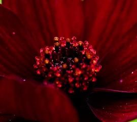 チョコレートコスモス