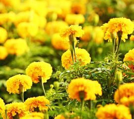 マリーゴールド-無料壁紙