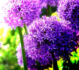 アリウムグローブマスター