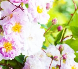 ジャコウバラ（麝香薔薇）（英語：Musk rose）-無料壁紙