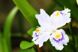 シャガ（射干・著莪）