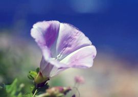 ヒルガオ（昼顔）