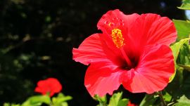 ハイビスカス