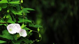 ヒルガオ（昼顔）02