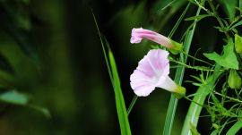 ヒルガオ（昼顔）03