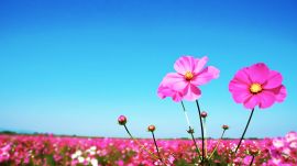 コスモス（イラスト）