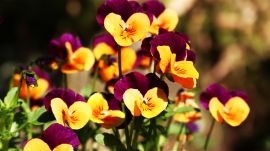 黄色と紫色のパンジー