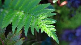 朝露に濡れるシダ