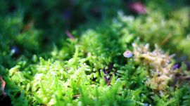 朝日の当たる苔の中のキノコ