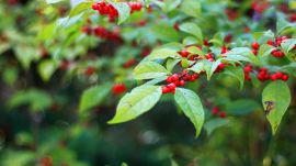 センリョウ（仙蓼・千両）