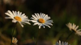 フランスギク02