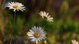 フランスギク03