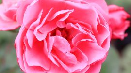 薔薇のクローズアップ