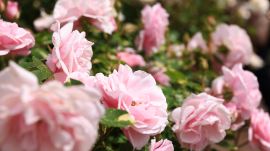 ピンク色の薔薇のクローズアップ