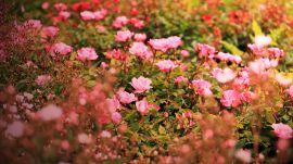 香り漂うバラ園のバラ