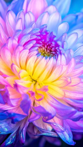 レインボー・ダリア・アブストラクト-無料壁紙