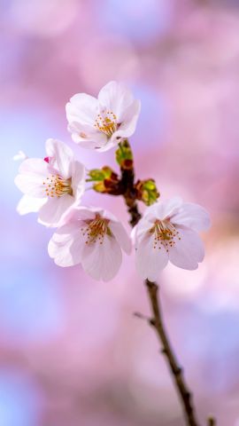 ピンク・サクラ・ブルーム-無料壁紙