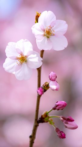 満開の桜とつぼみたち-無料壁紙