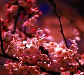 さくら-無料壁紙