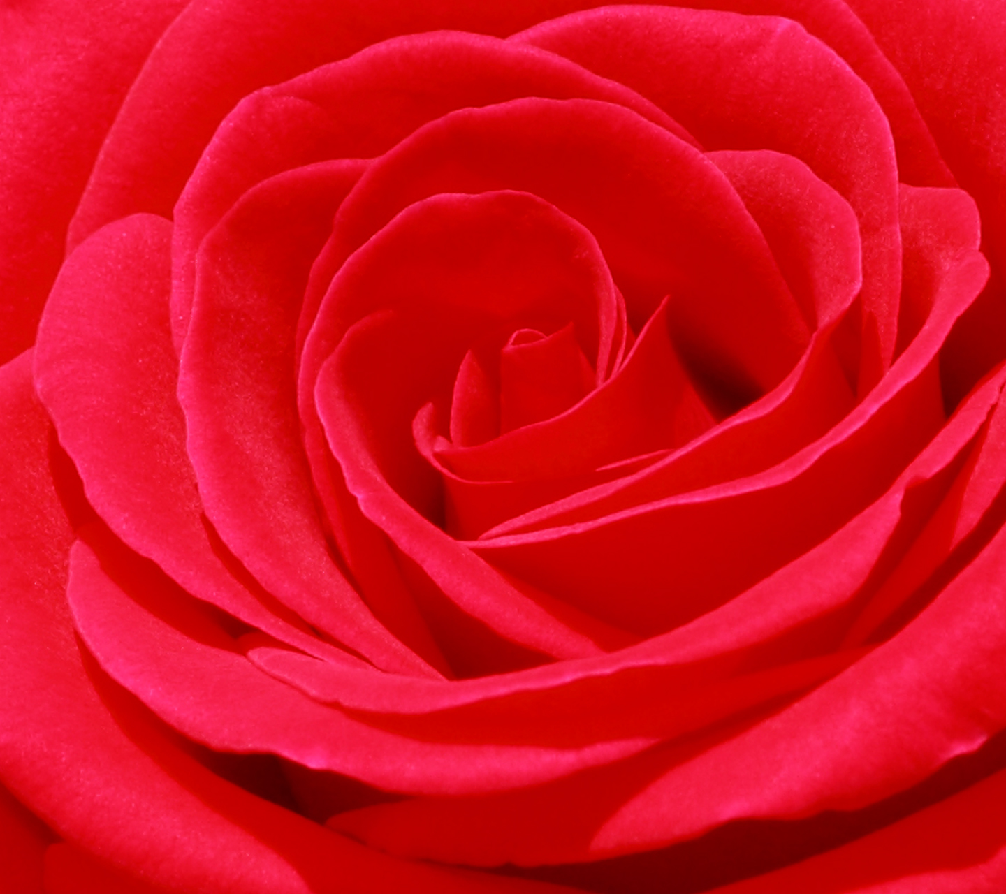 rose～深紅の薔薇-無料壁紙