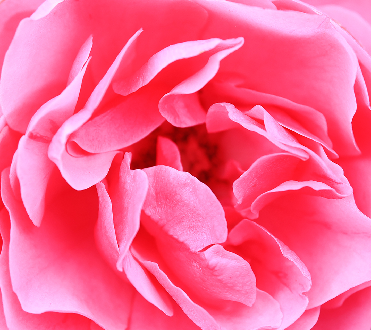 薔薇のクローズアップ-無料壁紙