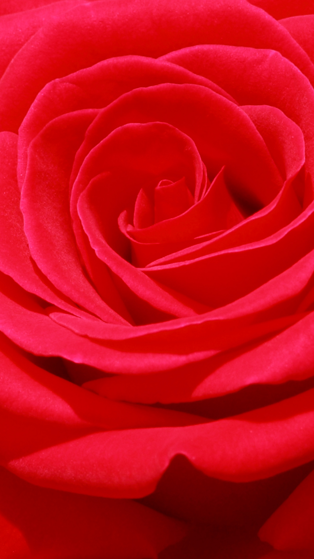 Rose 深紅の薔薇 Pc スマートフォンの壁紙 スマートマイズ