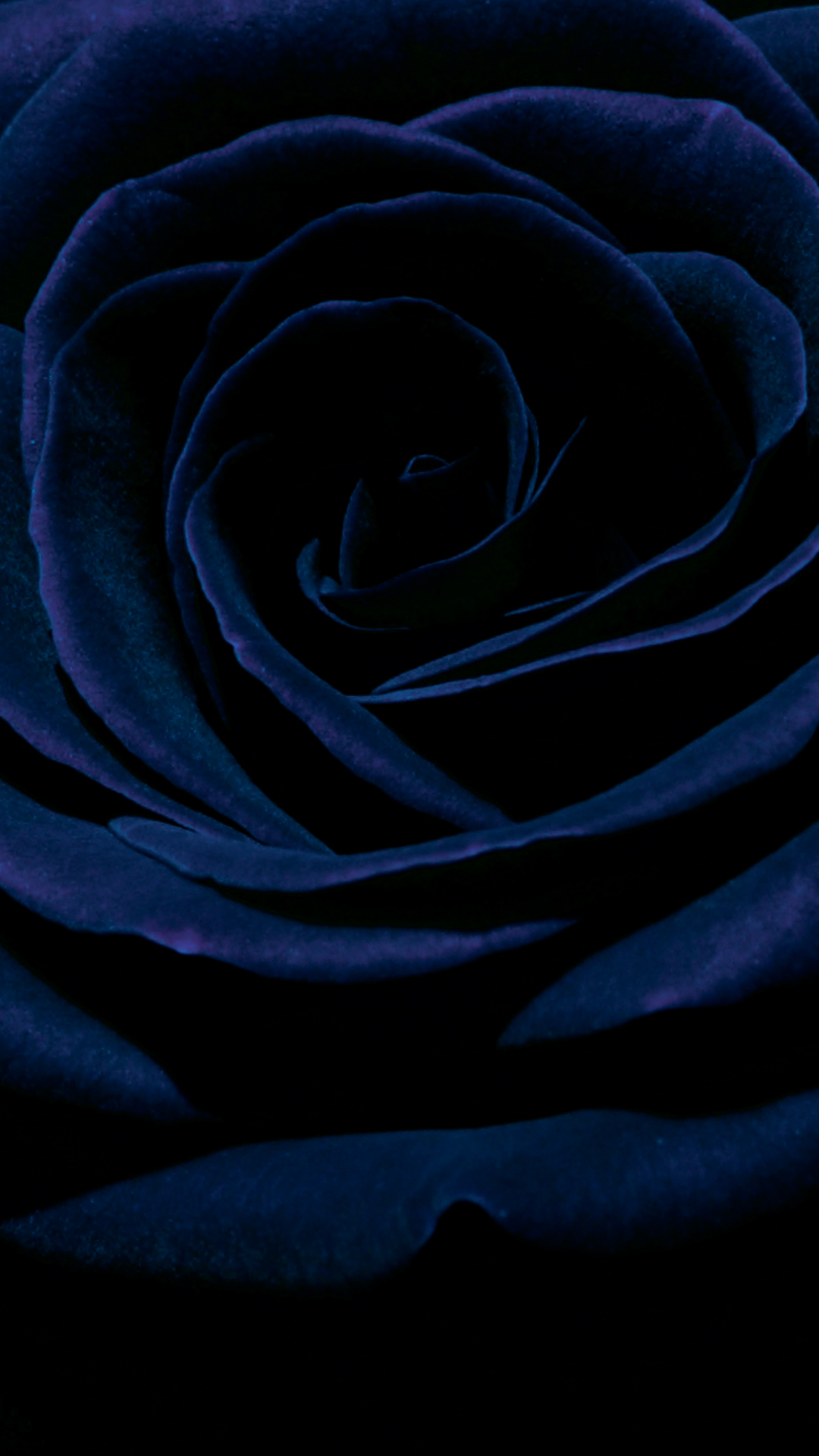 Rose 黒色の薔薇 Pc スマートフォンの壁紙 スマートマイズ