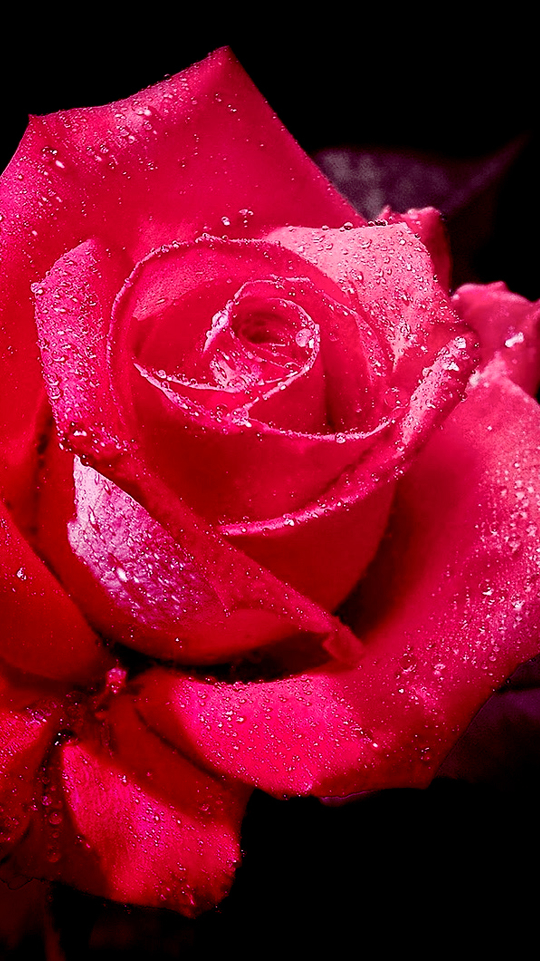 すべての美しい花の画像 無料印刷可能薔薇 壁紙 Iphone 高画質
